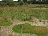 NL, Gelderland, Wijchen, Wijchensche Vennen 230, Saxifraga-Hans Boll