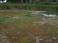 NL, Gelderland, Wijchen, Wijchensche Vennen 234, Saxifraga-Hans Boll