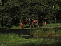 NL, Gelderland, Wijchen, Wijchensche Vennen 239, Saxifraga-Hans Boll