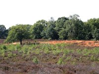 NL, Gelderland, Wijchen, Wijchensche Vennen 24, Saxifraga-Hans Boll