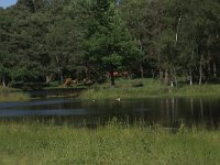 NL, Gelderland, Wijchen, Wijchensche Vennen 241, Saxifraga-Hans Boll