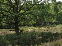 NL, Gelderland, Wijchen, Wijchensche Vennen 244, Saxifraga-Hans Boll