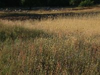 NL, Gelderland, Wijchen, Wijchensche Vennen 29, Saxifraga-Hans Boll