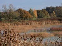 NL, Gelderland, Wijchen, Wijchensche Vennen 3, Saxifraga-Hans Boll