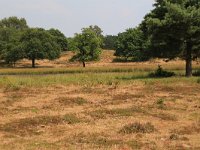 NL, Gelderland, Wijchen, Wijchensche Vennen 55, Saxifraga-Hans Boll