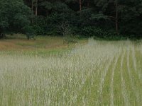 NL, Gelderland, Wijchen, Wijchensche Vennen 58, Saxifraga-Hans Boll