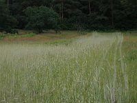 NL, Gelderland, Wijchen, Wijchensche Vennen 63, Saxifraga-Hans Boll