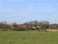 NL, Gelderland, Wijchen, Wijchensche Vennen 69, Saxifraga-Hans Boll