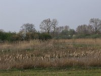 NL, Gelderland, Wijchen, Wijchensche Vennen 7, Saxifraga-Hans Boll