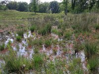 NL, Gelderland, Wijchen, Wijchensche Vennen 74, Saxifraga-Hans Boll