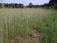 NL, Gelderland, Wijchen, Wijchensche Vennen 76, Saxifraga-Hans Boll