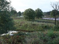 NL, Gelderland, Wijchen, Wijchensche Vennen 87, Saxifraga-Hans Boll