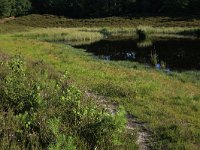 NL, Gelderland, Wijchen, Wijchensche Vennen 94, Saxifraga-Hans Boll