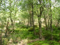 NL, Gelderland, Winterswijk, Wooldse Veen 5 Saxifraga-Henk Sierdsema