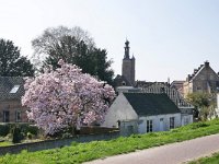 NL, Gelderland, Zaltbommel 1, Saxifraga-Tom Heijnen