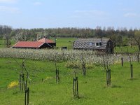 NL, Gelderland, Zaltbommel, Breemwaard 10, Saxifraga-Hans Boll