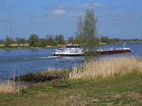 NL, Gelderland, Zaltbommel, Breemwaard 13, Saxifraga-Hans Boll