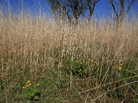 NL, Gelderland, Zaltbommel, Breemwaard 17, Saxifraga-Hans Boll