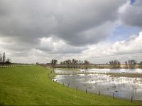 NL, Gelderland, Zaltbommel, Breemwaard 2, Saxifraga-Roel Meijer