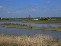 NL, Gelderland, Zaltbommel, Breemwaard 27, Saxifraga-Hans Boll