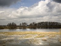 NL, Gelderland, Zaltbommel, Breemwaard 4, Saxifraga-Roel Meijer