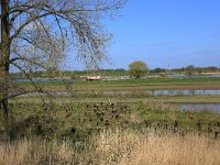 NL, Gelderland, Zaltbommel, Breemwaard 8, Saxifraga-Hans Boll