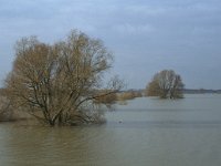 NL, Gelderland, Zaltbommel, Munniklenland 4, Saxifraga-Jan van der Straaten