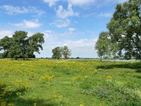 NL, Gelderland, Zaltbommel, between Slot Loevestein and Brakel 1, Saxifraga-Tom Heijnen