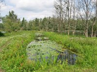 NL, Gelderland, Zaltbommel, between Slot Loevestein and Brakel 9, Saxifraga-Tom Heijnen