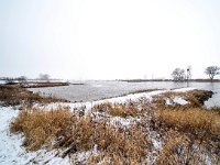 NL, Gelderland, Zutphen, IJssel 13, Saxifraga-Bart Vastenhouw