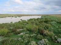 NL, Groningen, Eemsmond, Rottummeroog 1, Saxifraga-Mark Zekhuis