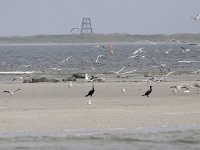 NL, Groningen, Eemsmond, Rottummeroog 2, Saxifraga-Mark Zekhuis