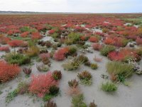 NL, Groningen, Eemsmond, Rottummerplaat 1, Saxifraga-Mark Zekhuis