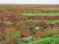 NL, Groningen, Eemsmond, Rottummerplaat 3, Saxifraga-Mark Zekhuis