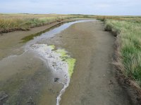 NL, Groningen, Eemsmond, Rottummerplaat 4, Saxifraga-Mark Zekhuis