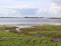 NL, Groningen, Het Hogeland, Achter de Zwarte 3, Saxifraga-Hans Boll