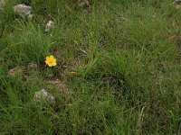 NL, Groningen, Het Hogeland, Ballastplaat 1, Saxifraga-Hans Boll