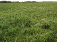 NL, Groningen, Het Hogeland, Ballastplaat 10, Saxifraga-Hans Boll