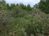 NL, Groningen, Het Hogeland, Ballastplaat 11, Saxifraga-Hans Boll