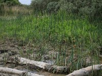 NL, Groningen, Het Hogeland, Ballastplaat 19, Saxifraga-Hans Boll