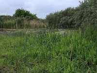 NL, Groningen, Het Hogeland, Ballastplaat 20, Saxifraga-Hans Boll