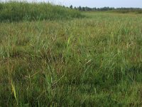 NL, Groningen, Het Hogeland, Ballastplaat 26, Saxifraga-Hans Boll