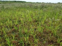 NL, Groningen, Het Hogeland, Ballastplaat 27, Saxifraga-Hans Boll