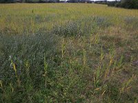 NL, Groningen, Het Hogeland, Ballastplaat 28, Saxifraga-Hans Boll