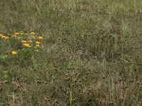 NL, Groningen, Het Hogeland, Ballastplaat 3, Saxifraga-Hans Boll