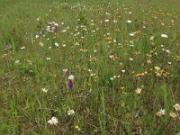 NL, Groningen, Het Hogeland, Ballastplaat 32, Saxifraga-Hans Boll