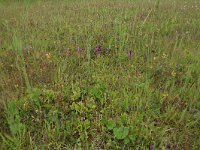 NL, Groningen, Het Hogeland, Ballastplaat 33, Saxifraga-Hans Boll