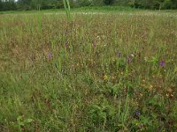 NL, Groningen, Het Hogeland, Ballastplaat 37, Saxifraga-Hans Boll