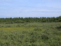 NL, Groningen, Het Hogeland, Ballastplaat 38, Saxifraga-Hans Boll