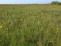 NL, Groningen, Het Hogeland, Ballastplaat 41, Saxifraga-Hans Boll